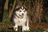 ALASKAN MALAMUTE 568